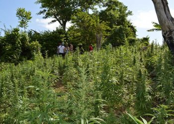 Jamaica Government Moves to Get More Traditional Ganja Farmers into Medicinal Marijuana Industry