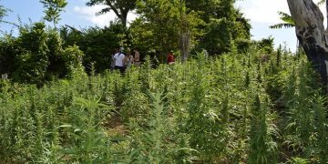 Jamaica Government Moves to Get More Traditional Ganja Farmers into Medicinal Marijuana Industry