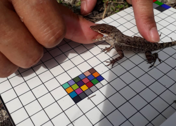 Scientists Research Key Amphibian and Reptile Species on St. Maarten to Map their Evolution and their Historical Migration.