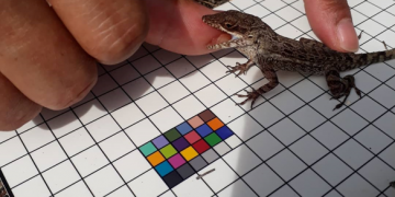 Scientists Research Key Amphibian and Reptile Species on St. Maarten to Map their Evolution and their Historical Migration.