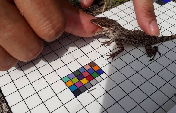 Scientists Research Key Amphibian and Reptile Species on St. Maarten to Map their Evolution and their Historical Migration.