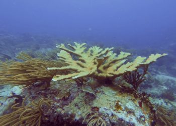 Nature Foundation and  IHE Delft Institute for Water Education Launch Student Competition to Protect St Maarten’s Coral Reefs, Funded by the Dutch Ministry of Infrastructure and Water Management.
