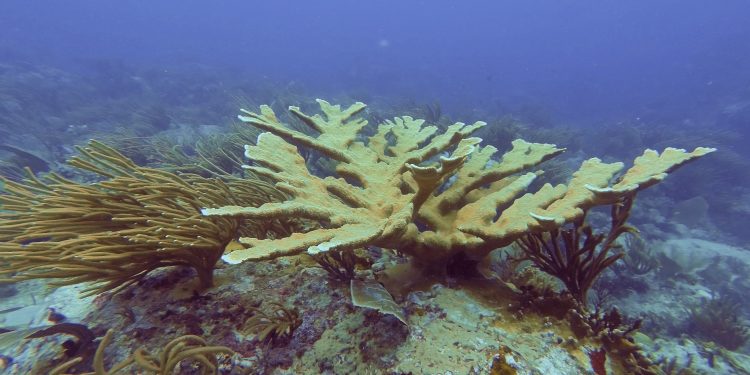 Nature Foundation and  IHE Delft Institute for Water Education Launch Student Competition to Protect St Maarten’s Coral Reefs, Funded by the Dutch Ministry of Infrastructure and Water Management.