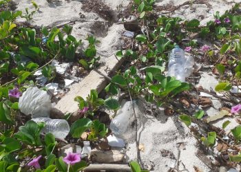 The Nature Foundation St. Maarten Calls on Parliament to Approve the Ban on Several Single-use Plastic Items