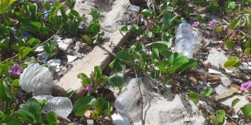The Nature Foundation St. Maarten Calls on Parliament to Approve the Ban on Several Single-use Plastic Items