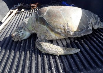 Nature Foundation St. Maarten Records Third Deceased Sea turtle due to a Boat Strike for 2020