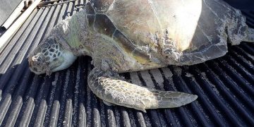 Nature Foundation St. Maarten Records Third Deceased Sea turtle due to a Boat Strike for 2020