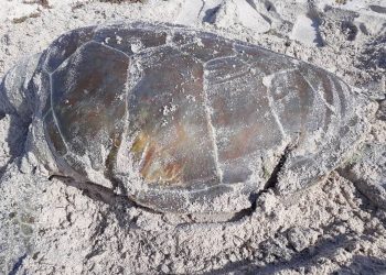 Nature Foundation St. Maarten Records Third Deceased Sea turtle due to a Boat Strike for 2020