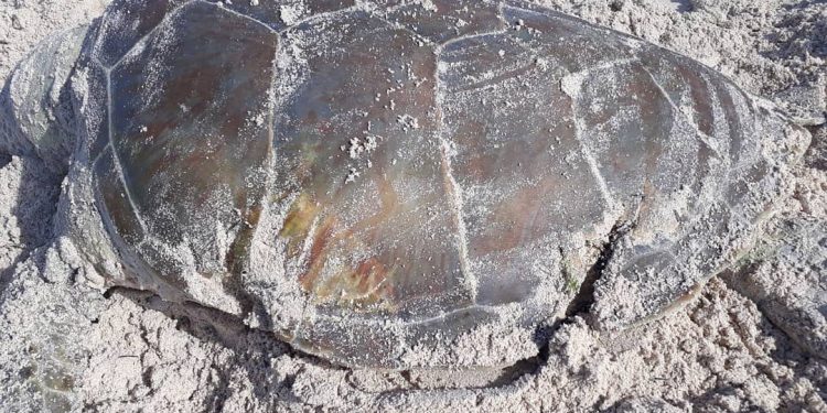 Nature Foundation St. Maarten Records Third Deceased Sea turtle due to a Boat Strike for 2020