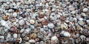 Letter to the Editor: Earth Day in the Age of Pandemic; the Dutch Caribbean Perspective