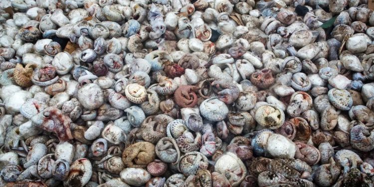 Letter to the Editor: Earth Day in the Age of Pandemic; the Dutch Caribbean Perspective