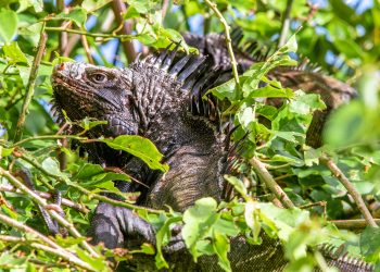 Saba’s endemic iguana species recognized