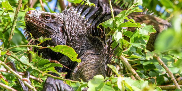 Saba’s endemic iguana species recognized