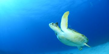 Support the Nature Foundation St. Maarten by voting for the Summer Sea Turtle Sustainability Grant