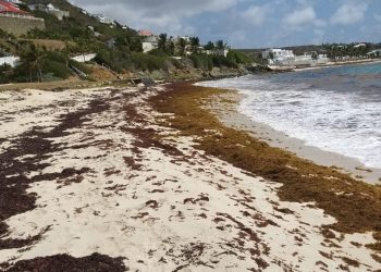 Increased Sargassum Seaweed Collects on the Eastern Beaches of St. Maarten and an Increased Beaching Event of Sargassum is Expected
