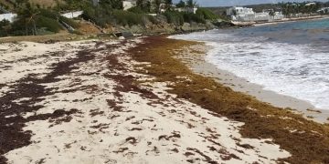Increased Sargassum Seaweed Collects on the Eastern Beaches of St. Maarten and an Increased Beaching Event of Sargassum is Expected