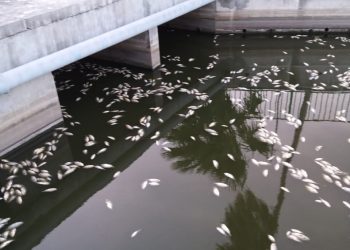 The Nature Foundation St. Maarten Reports Massive Tilapia Fish Die Off in the Great Salt Pond