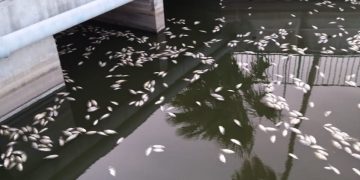 The Nature Foundation St. Maarten Reports Massive Tilapia Fish Die Off in the Great Salt Pond