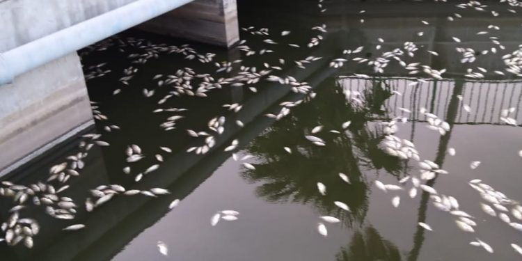 The Nature Foundation St. Maarten Reports Massive Tilapia Fish Die Off in the Great Salt Pond