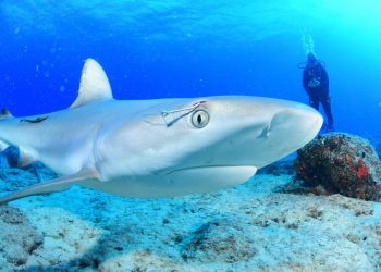 The Nature Foundation St. Maarten Reminds Residents of Existing Fishing Regulations