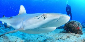 The Nature Foundation St. Maarten Reminds Residents of Existing Fishing Regulations