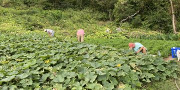 Agriculture on Saba on the rise in times of crisis