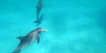 The Nature Foundation St. Maarten Explains the Negative Effects of Marine Mammal Captivity and Dolphinariums.