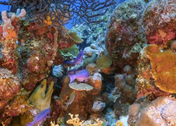 Dutch Caribbean Nature Alliance Shares Concerns with Minister Schouten of Agriculture, Nature and Food Quality Regarding Lack of Structural Support for Nature Organizations in Nature and Environment Policy Plan for Caribbean Netherlands