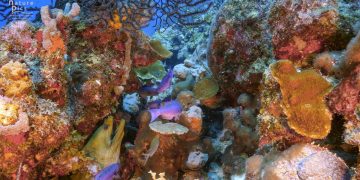 Dutch Caribbean Nature Alliance Shares Concerns with Minister Schouten of Agriculture, Nature and Food Quality Regarding Lack of Structural Support for Nature Organizations in Nature and Environment Policy Plan for Caribbean Netherlands