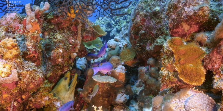 Dutch Caribbean Nature Alliance Shares Concerns with Minister Schouten of Agriculture, Nature and Food Quality Regarding Lack of Structural Support for Nature Organizations in Nature and Environment Policy Plan for Caribbean Netherlands