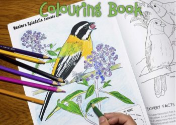 New Colouring Book Features Birds Found Only in the Caribbean