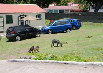Saba launches goat control project