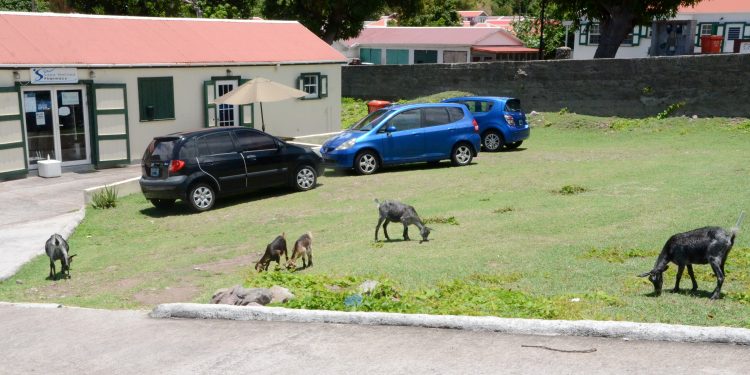 Saba launches goat control project