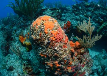 Nature Foundation St. Maarten Alarmed about the Deterioration of Local Coral Reefs and Re-surveyed the Impact of Coral Disease; many Coral Colonies Perished in the last Two Years
