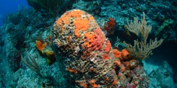 Nature Foundation St. Maarten Alarmed about the Deterioration of Local Coral Reefs and Re-surveyed the Impact of Coral Disease; many Coral Colonies Perished in the last Two Years