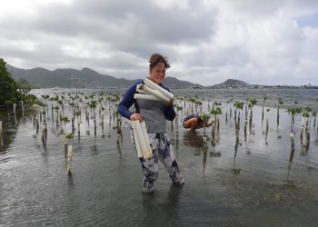 A new mangrove forest growing in Simpson Bay Lagoon