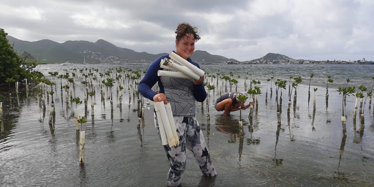 A new mangrove forest growing in Simpson Bay Lagoon