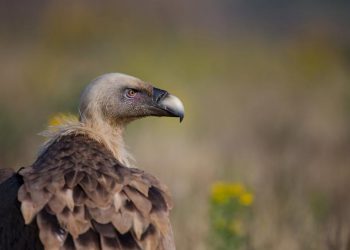 Vulture injures 5 month old baby at aviary show