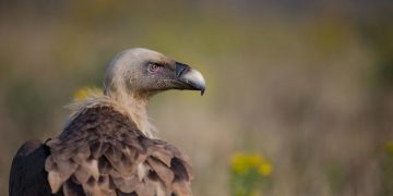 Vulture injures 5 month old baby at aviary show