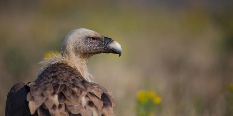 Vulture injures 5 month old baby at aviary show