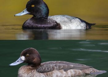 Free, Fun Activities for the Caribbean Show How Birds Connect Our World