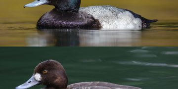 Free, Fun Activities for the Caribbean Show How Birds Connect Our World