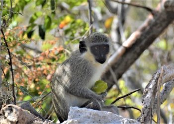 Nature Foundation St. Maarten Researches Solutions for the Invasive Vervet Monkey