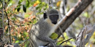Nature Foundation St. Maarten Researches Solutions for the Invasive Vervet Monkey