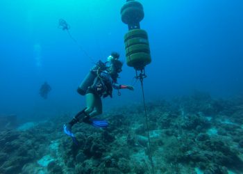Using Sound to Track Marine Mammals in Saba Bank