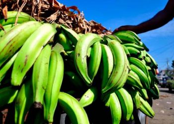 They recommend consuming other provisions in view of the high cost of plantains