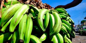 They recommend consuming other provisions in view of the high cost of plantains