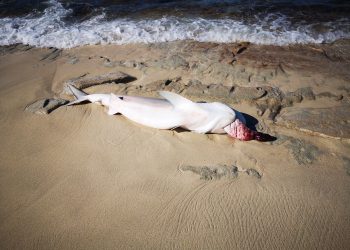 Nature Foundation St. Maarten collects data from deceased shark at Plum Bay beach