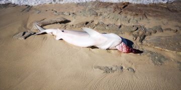Nature Foundation St. Maarten collects data from deceased shark at Plum Bay beach