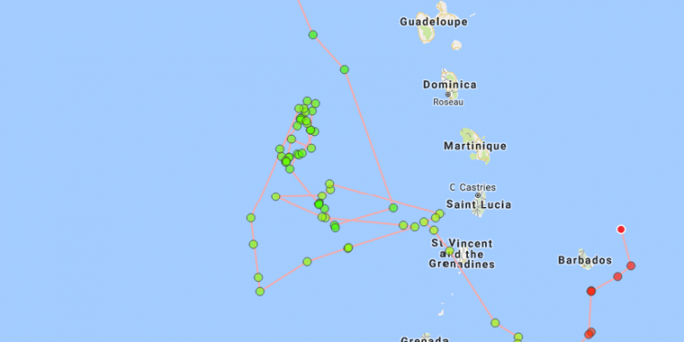 The Nature Foundation St. Maarten Reminds the Public that Sharks are Protected on Sint Maarten.